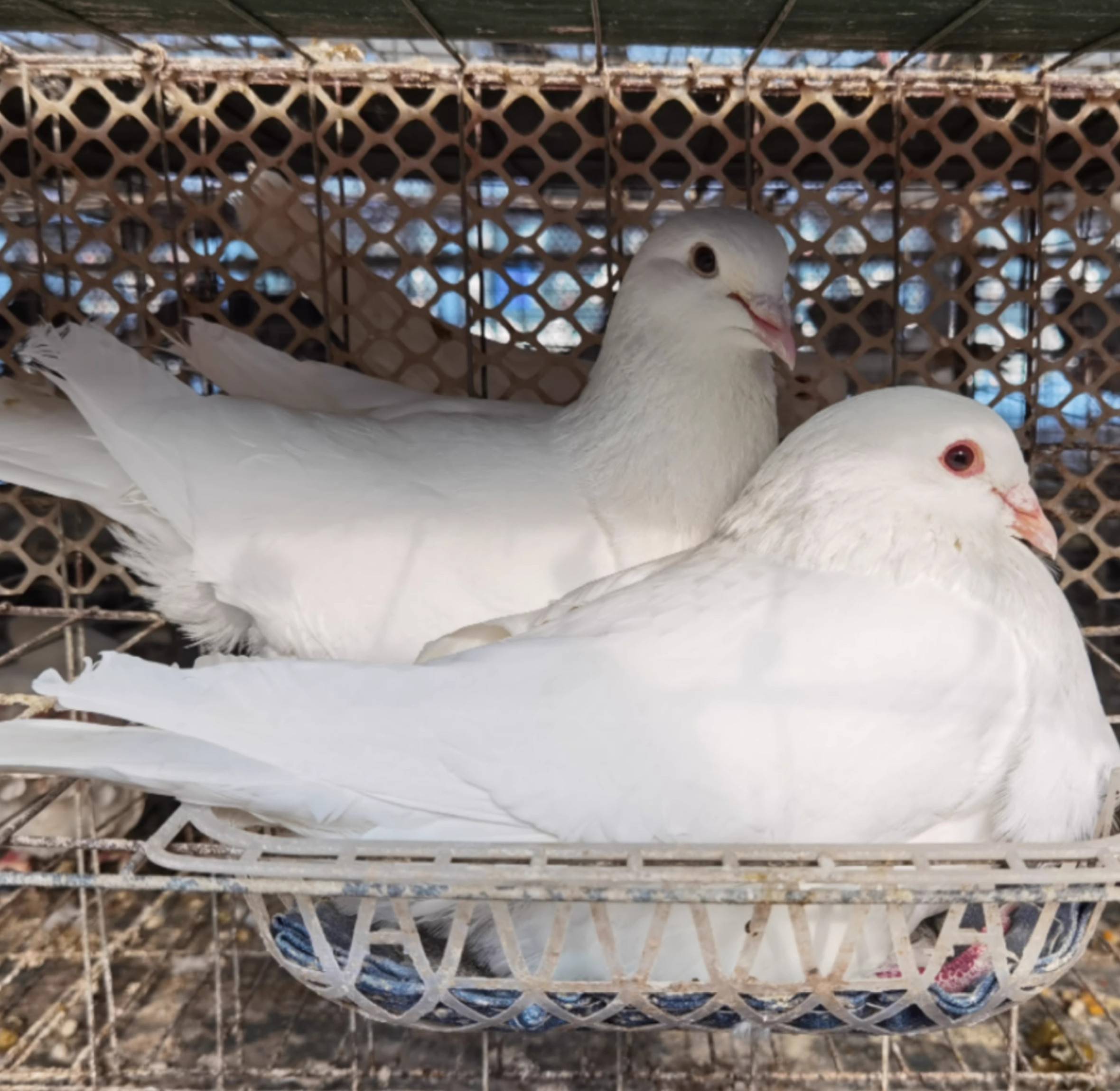 鸽子吃自配饲料下蛋快