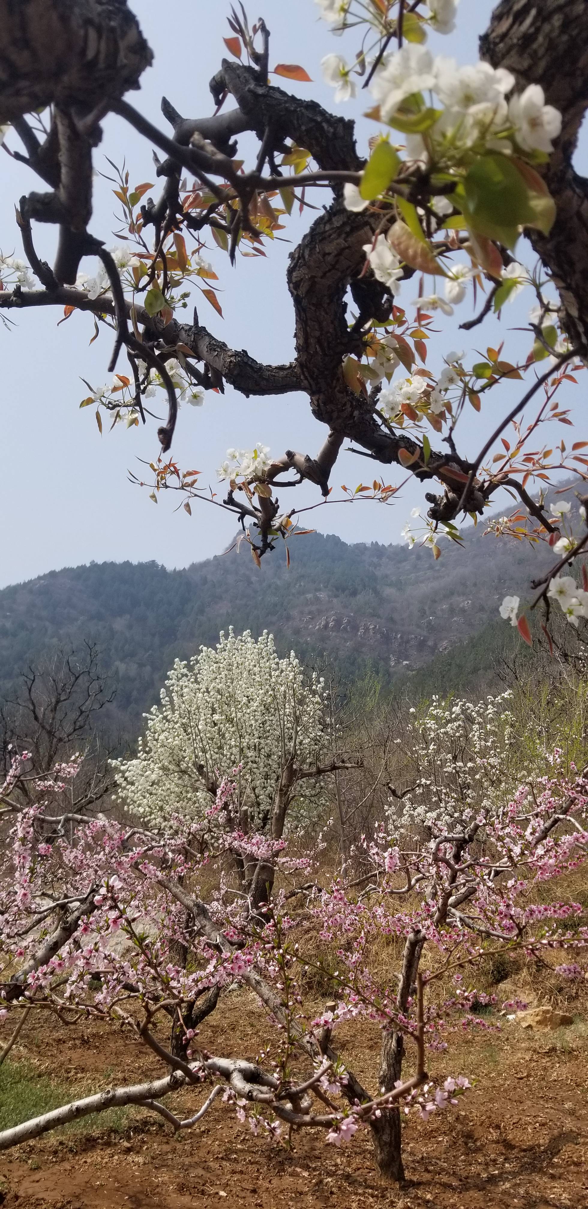 桃花海平谷图片