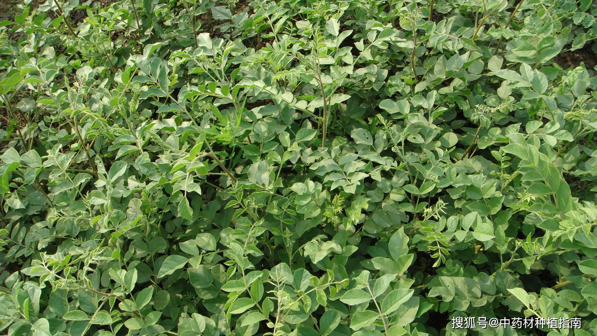 甘草不仅在中药上用途广泛,还在保健品,调料,食品,化工原料上广泛使用