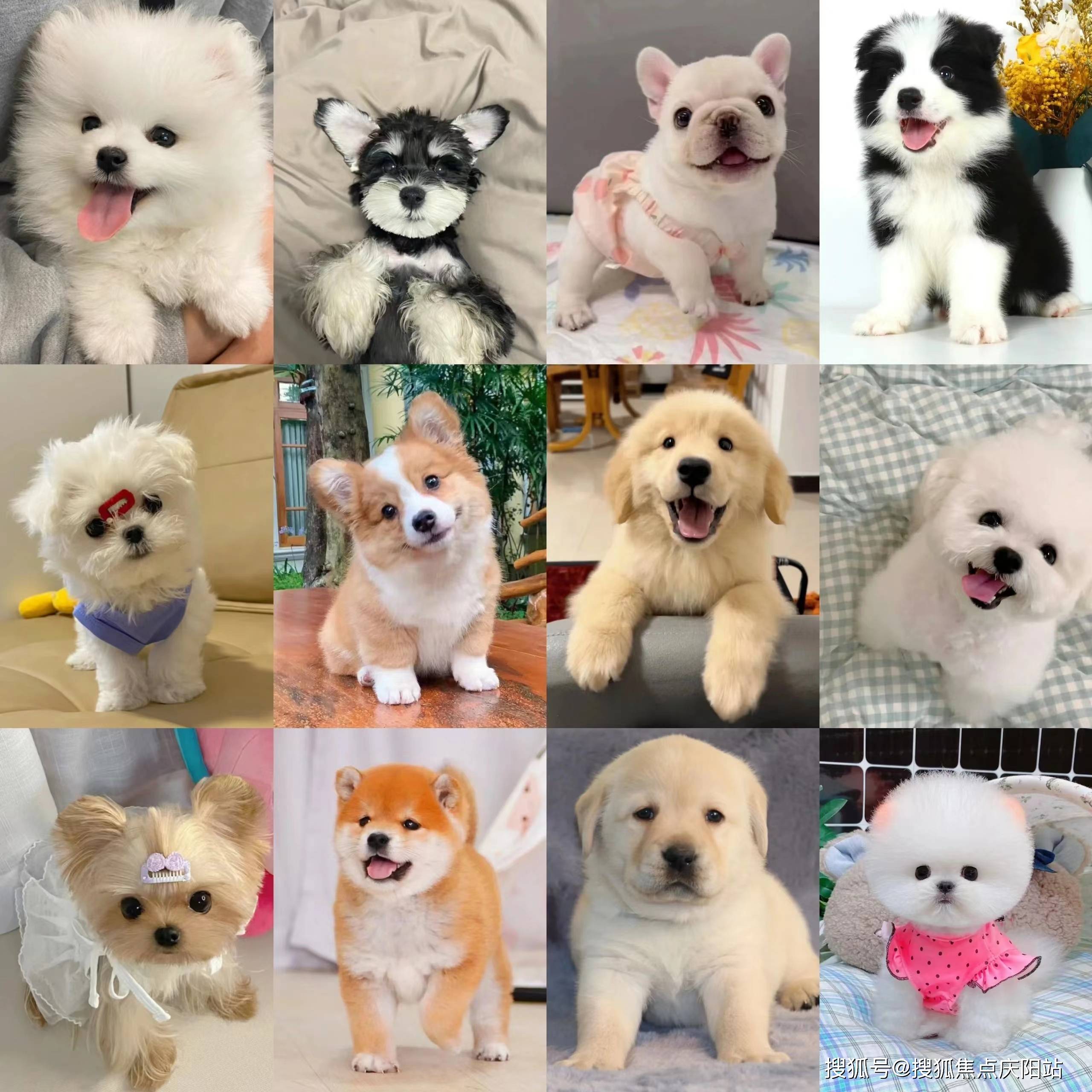 买金毛犬首页网站天津北辰区买金毛犬哪里有实体店