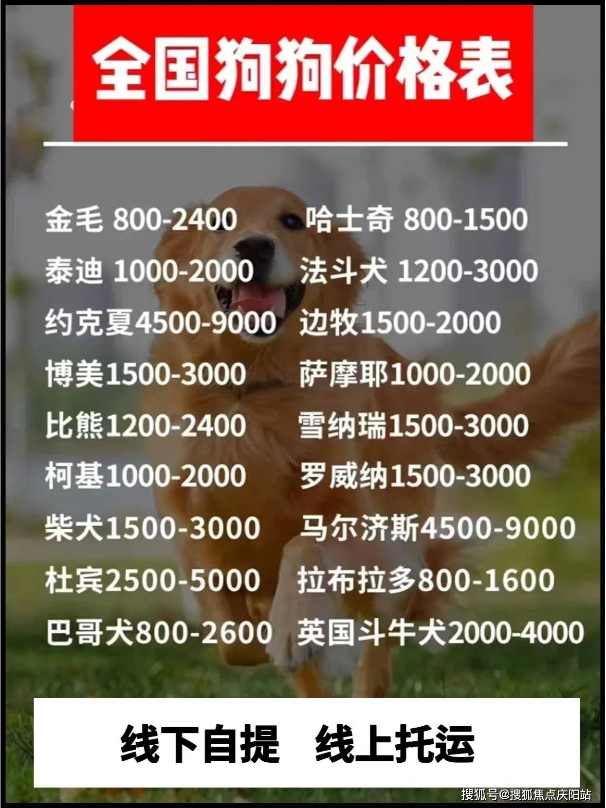 湖州买布偶首页网站丨布偶猫多少钱一只湖州布偶猫多少钱一只丨买宠物