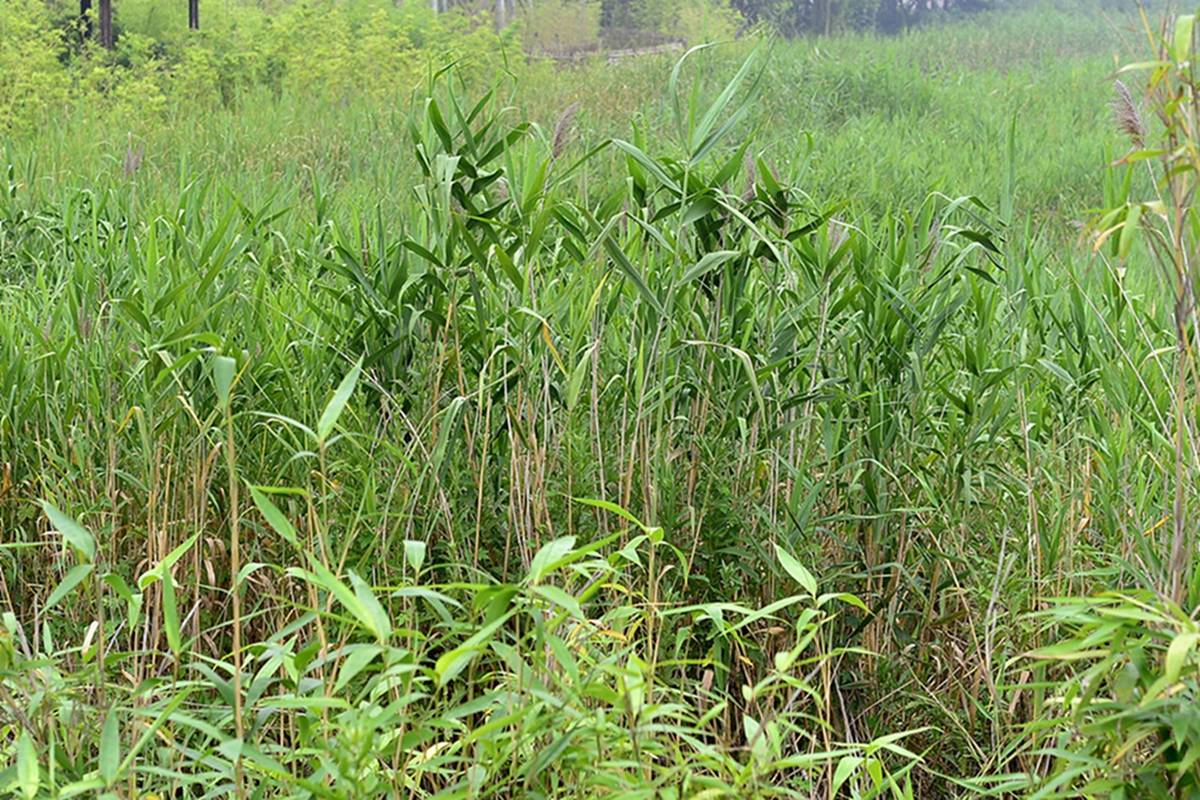我见到的山东本土野生植物49阔叶箬竹