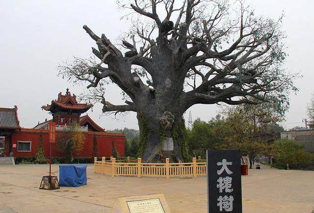 原创你的祖上是否来自山西洪洞这棵大槐树为何会成为北方人的祖先
