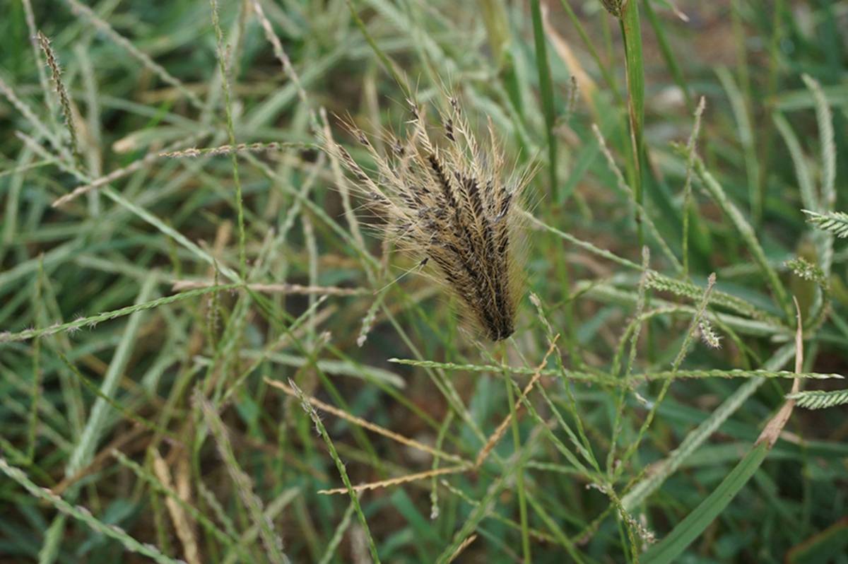 我见到的山东本土野生植物(55)虎尾草