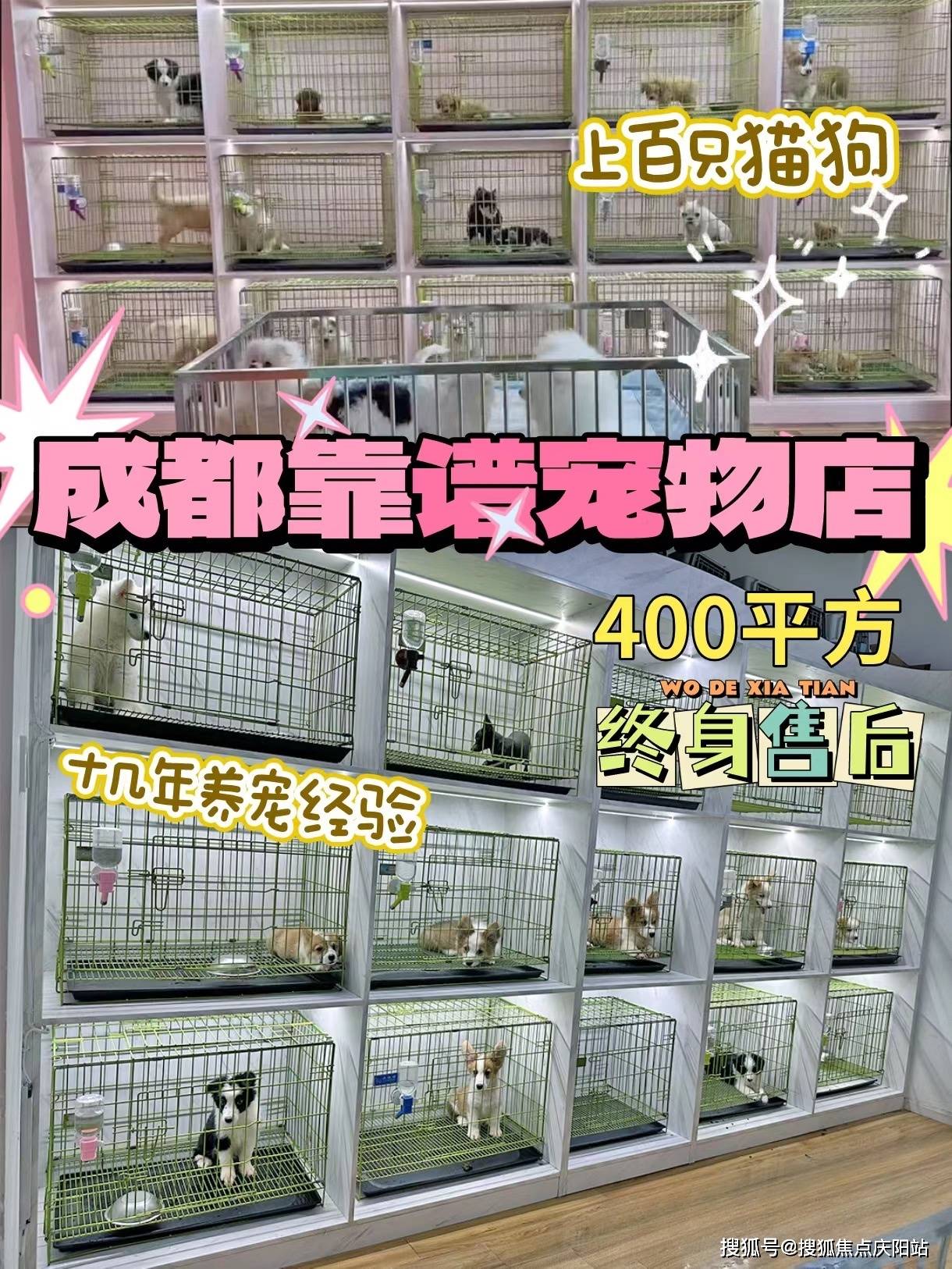 成都成华区买宠物首页网站成都成华区买宠物到哪里买丨买宠物到哪里买