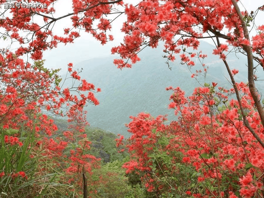 春风十里只为等你来,佛冈迳头通天蜡烛杜鹃花红如烈火,娇艳欲滴