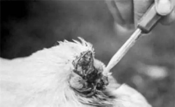 原创美国命硬无头鸡活了18个月主人还带它全国巡演后来怎样