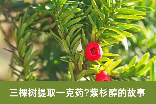 三棵树提取一克药紫杉醇的故事