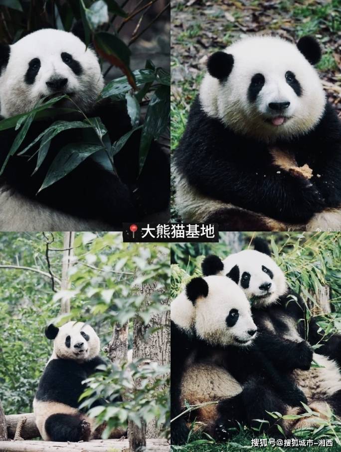 三日游,成都三日游旅行团报价,全新优惠价格_人民公园_朋友_熊猫基地