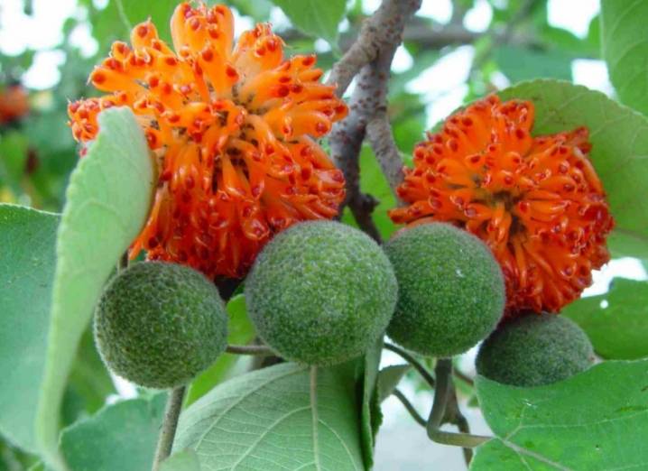 补肾益髓的褚实子在帕金森治疗中占据着如此重要地位!_患者_作用_功效