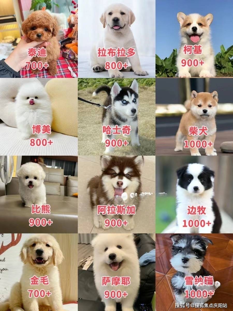 比熊犬价格飞耳图片