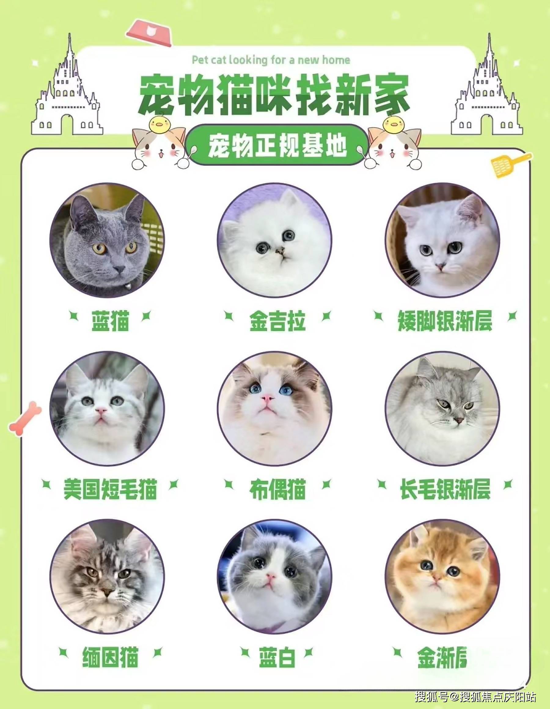 蓝重点色布偶猫多少钱图片