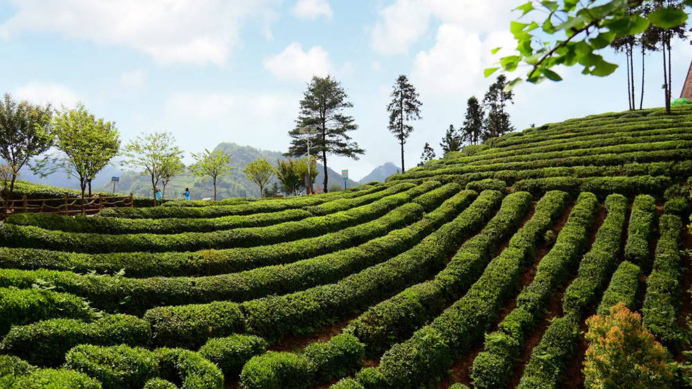 玩茶山,听茶音,品美食,赏风光,收下这篇,玩转汉中镇巴妥妥的