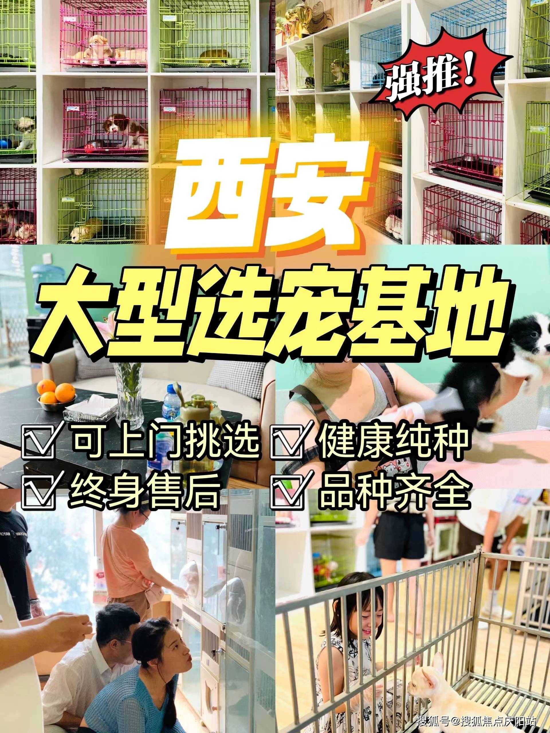 西安买拉布拉多幼犬首页网站丨西安未央区哪家宠物店有卖拉布拉多幼犬