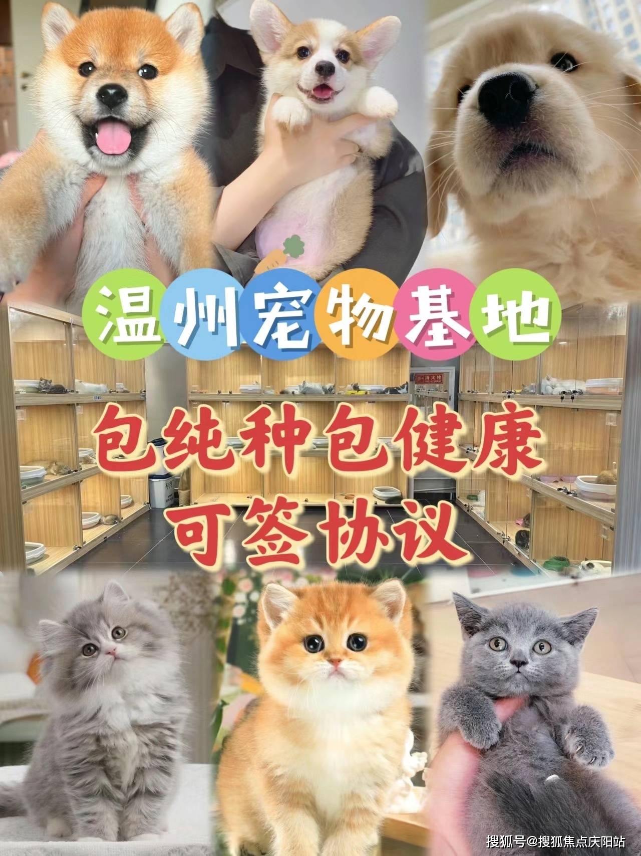 温州买拉布拉多首页网站(温州龙湾区)拉布拉多多少钱一只买!