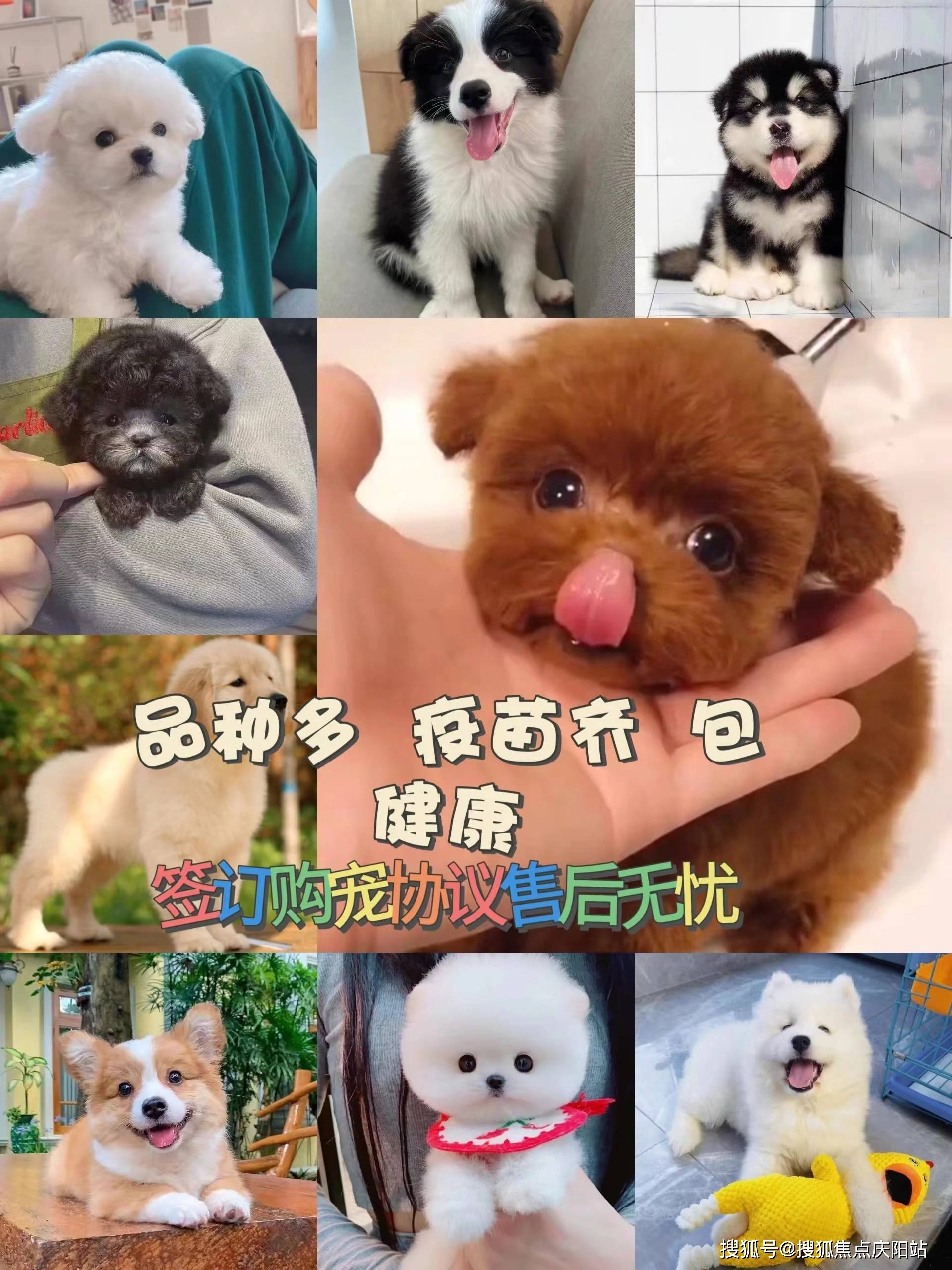 在温州福安家宠物店(龙湾店),您可以找到各种品质的边牧犬.
