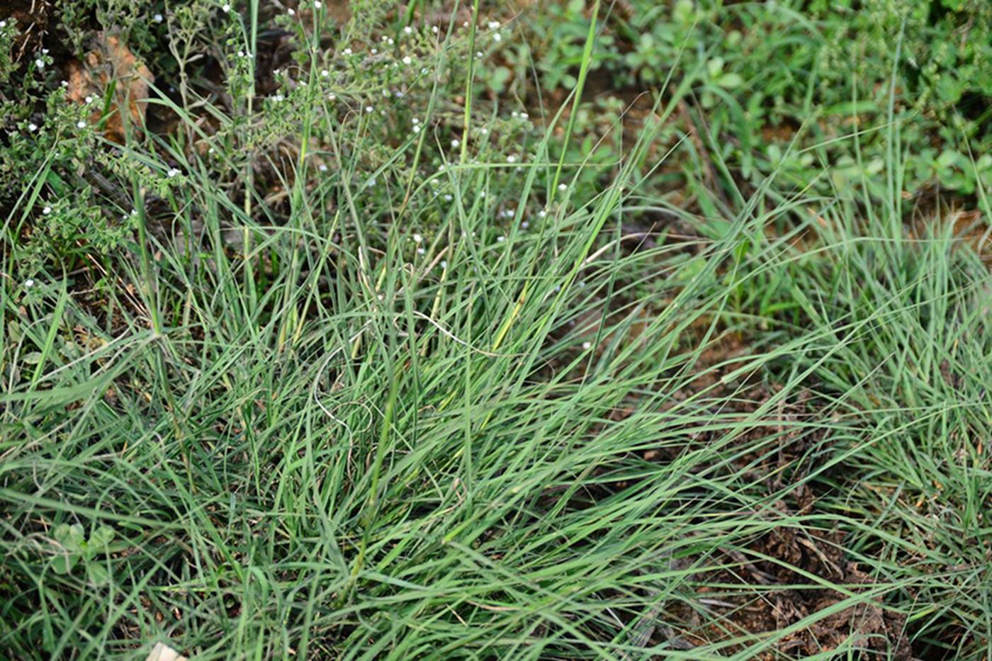 我见到的山东本土野生植物