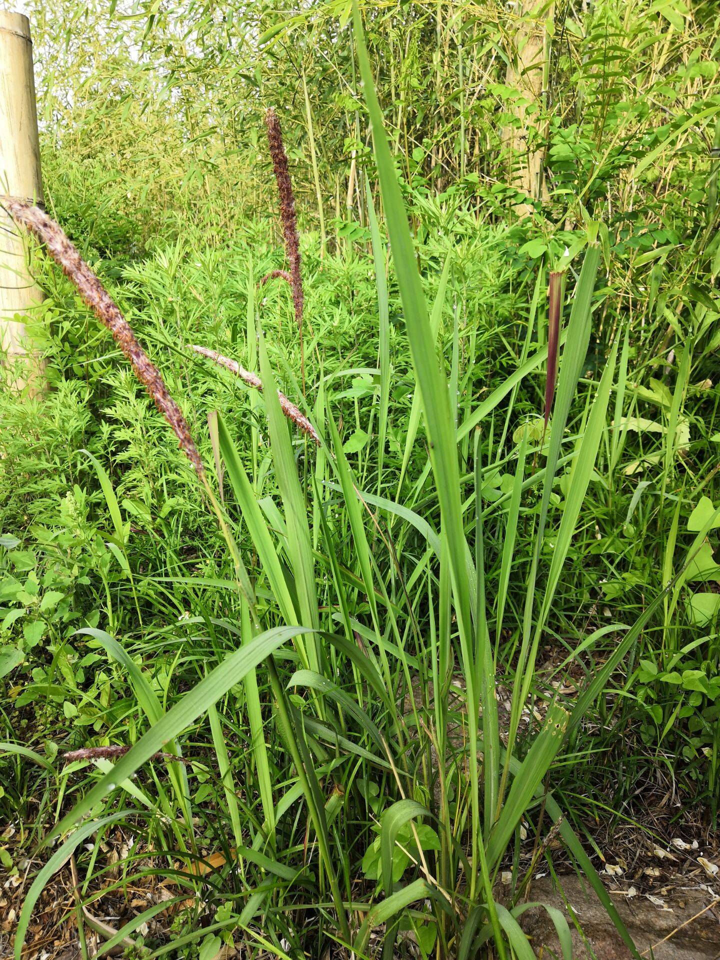 我见到的山东本土野生植物