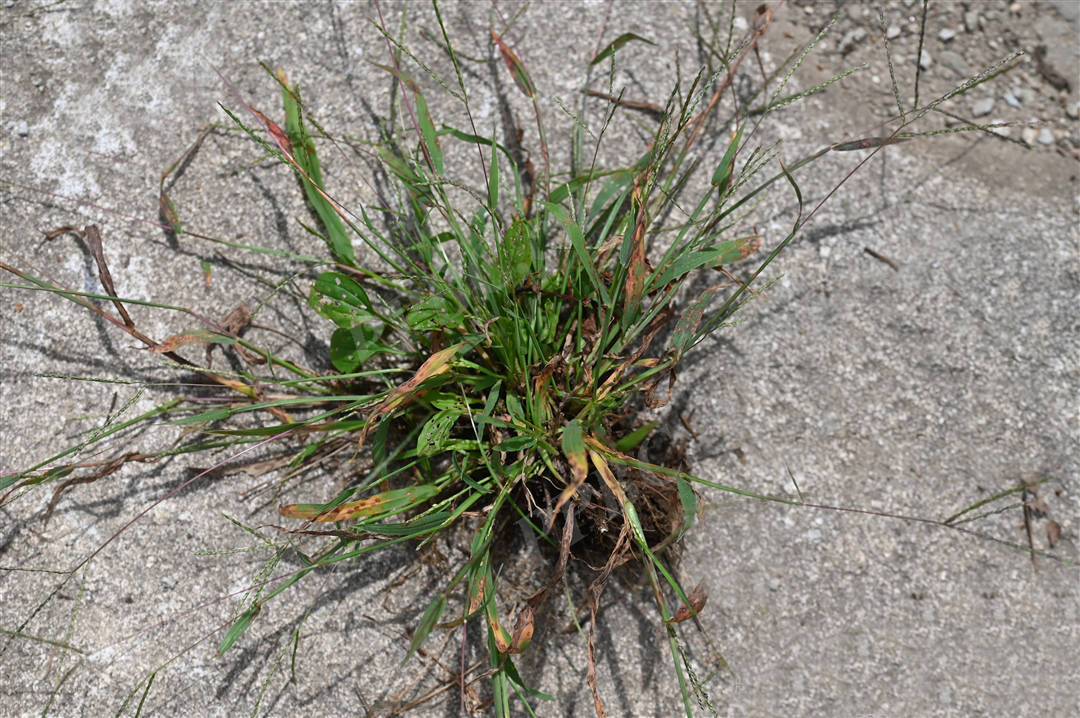 我见到的山东本土野生植物(102)止血马唐