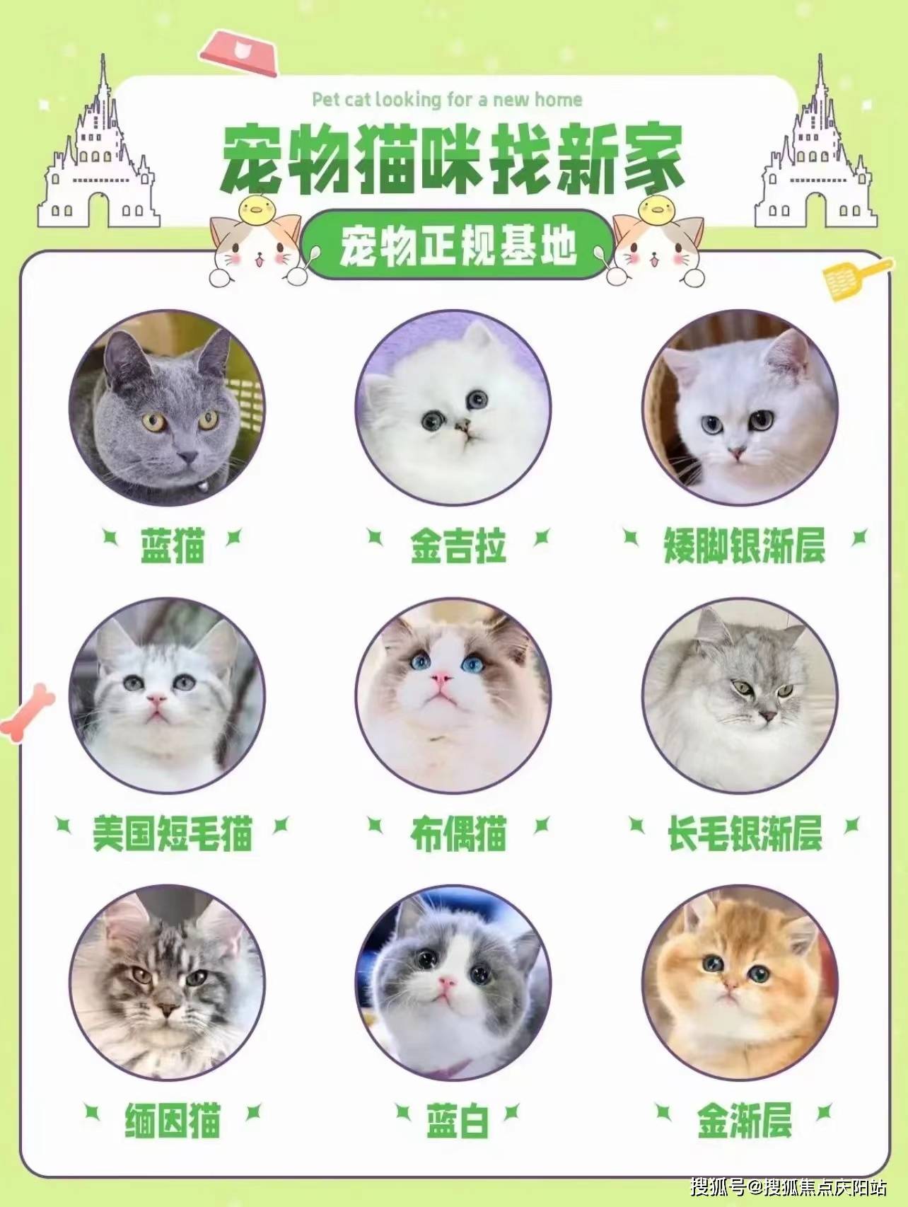 宠物猫排行榜前十名图片