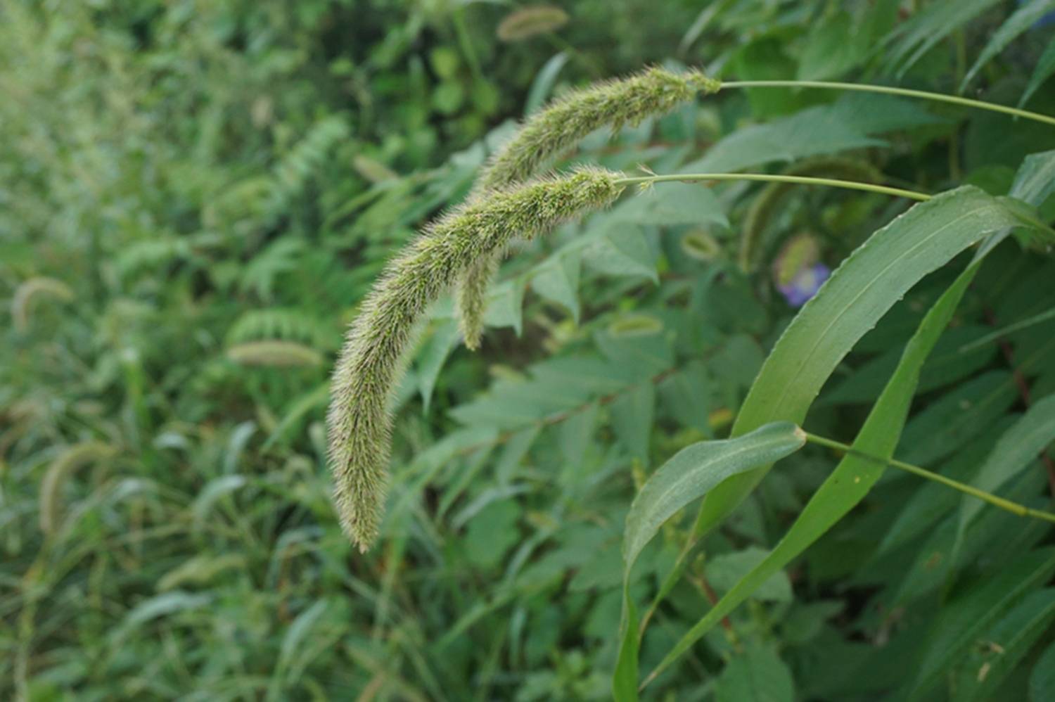 我见到的山东本土野生植物(111)大狗尾草(亚种)