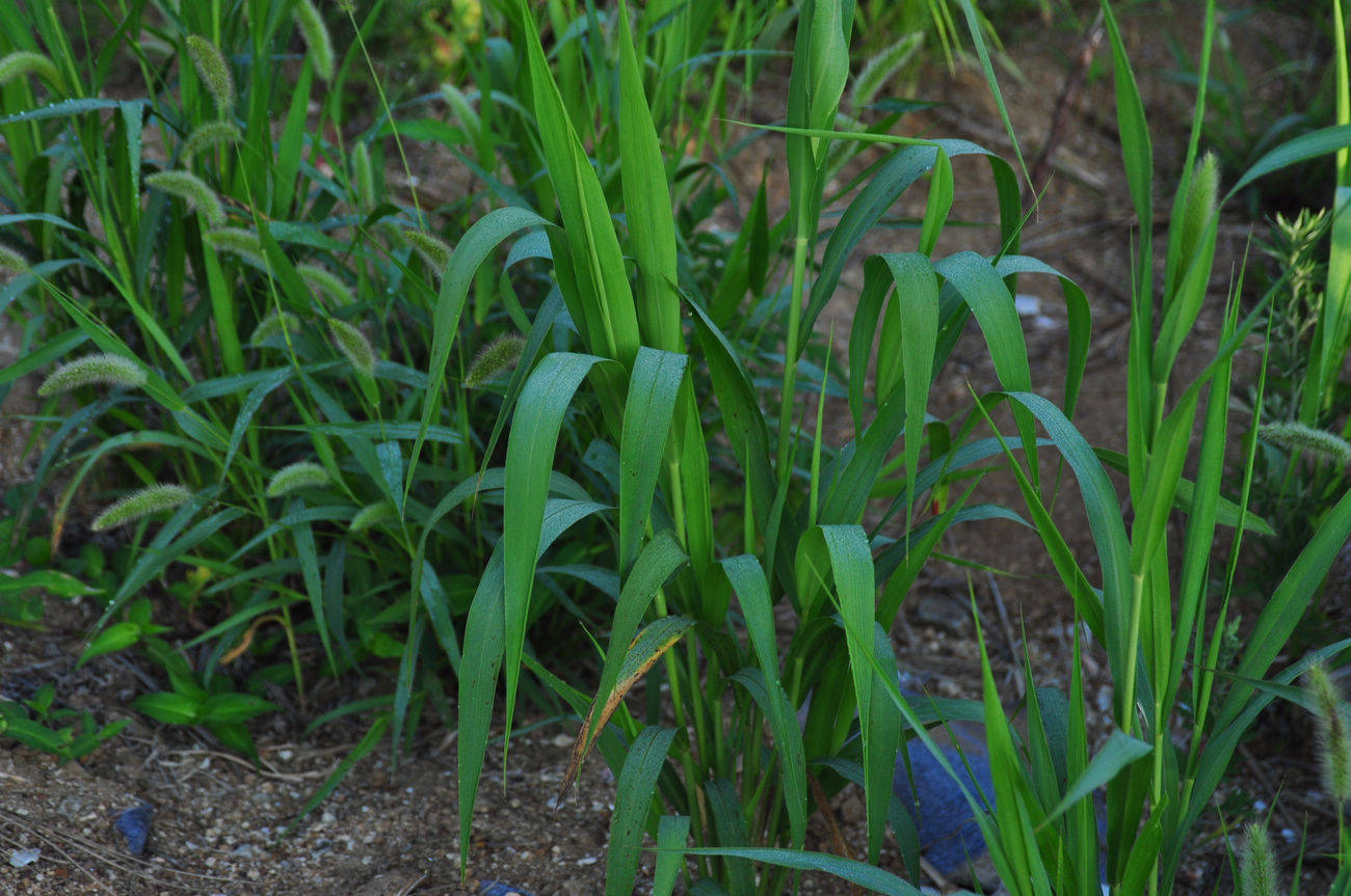 我见到的山东本土野生植物