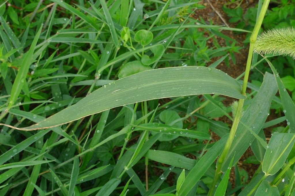 我见到的山东本土野生植物