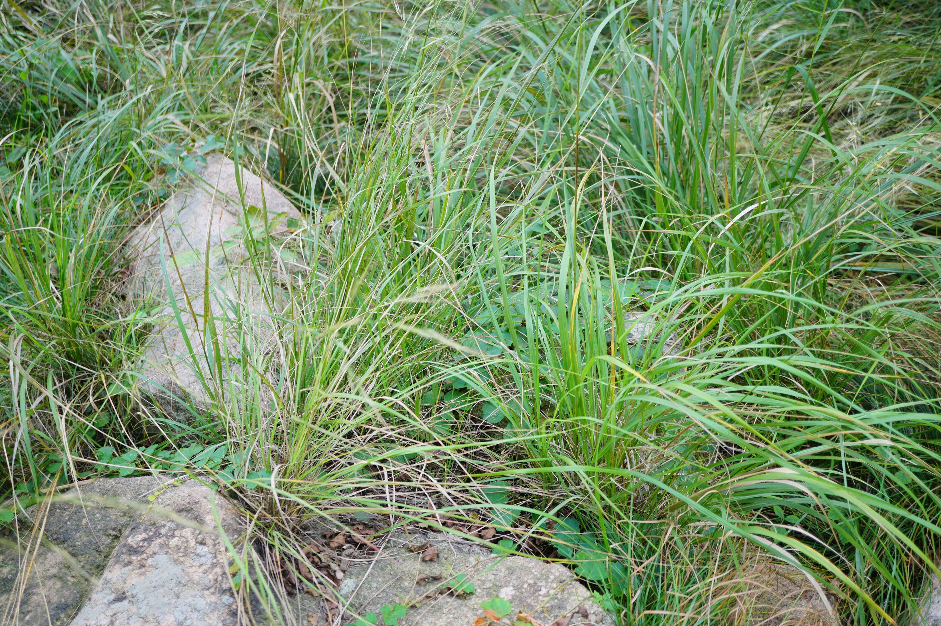 我见到的山东本土野生植物