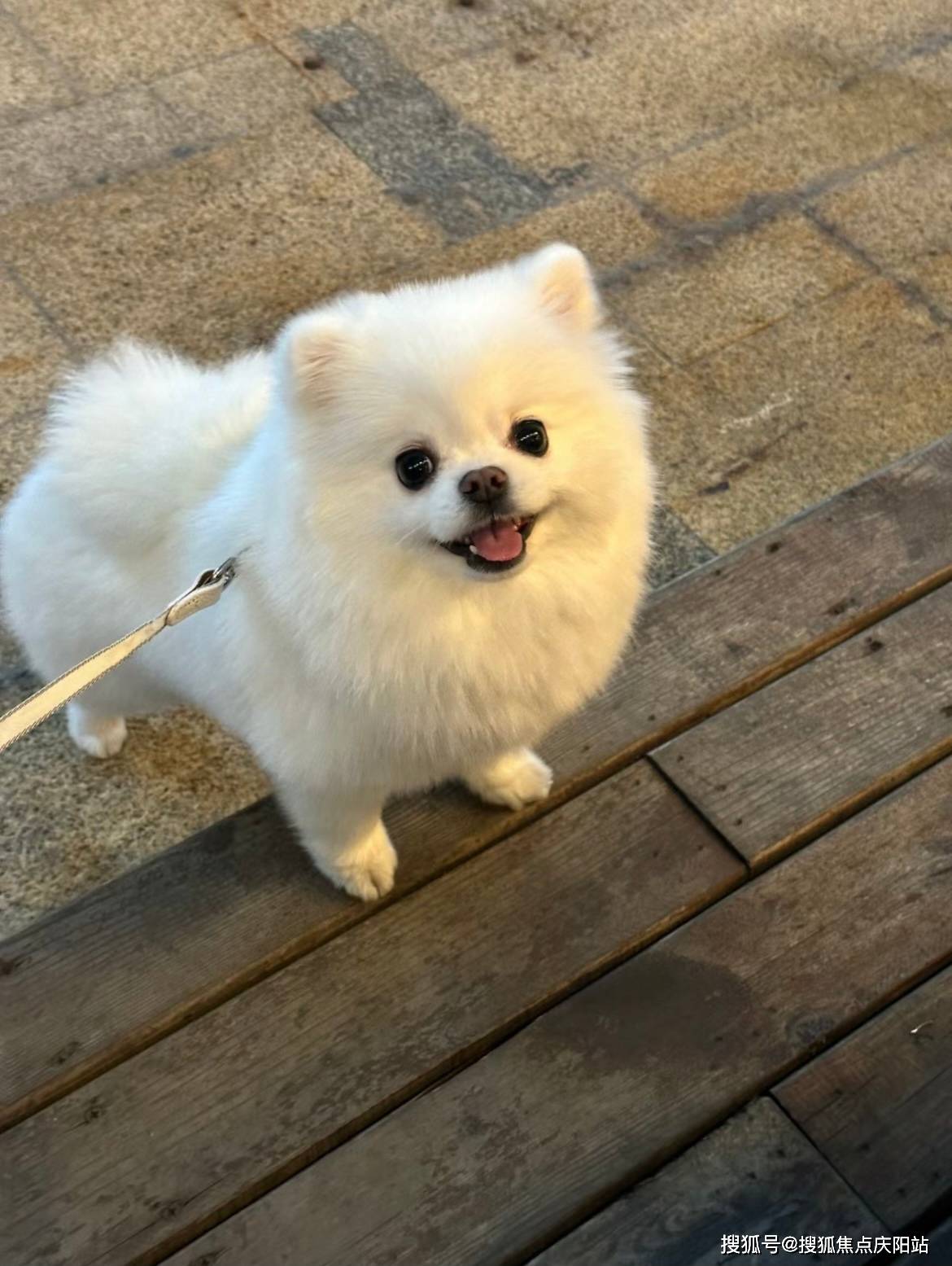 德阳买博美犬首页网站(德阳广汉市)哪里有正规卖博美犬的宠物店