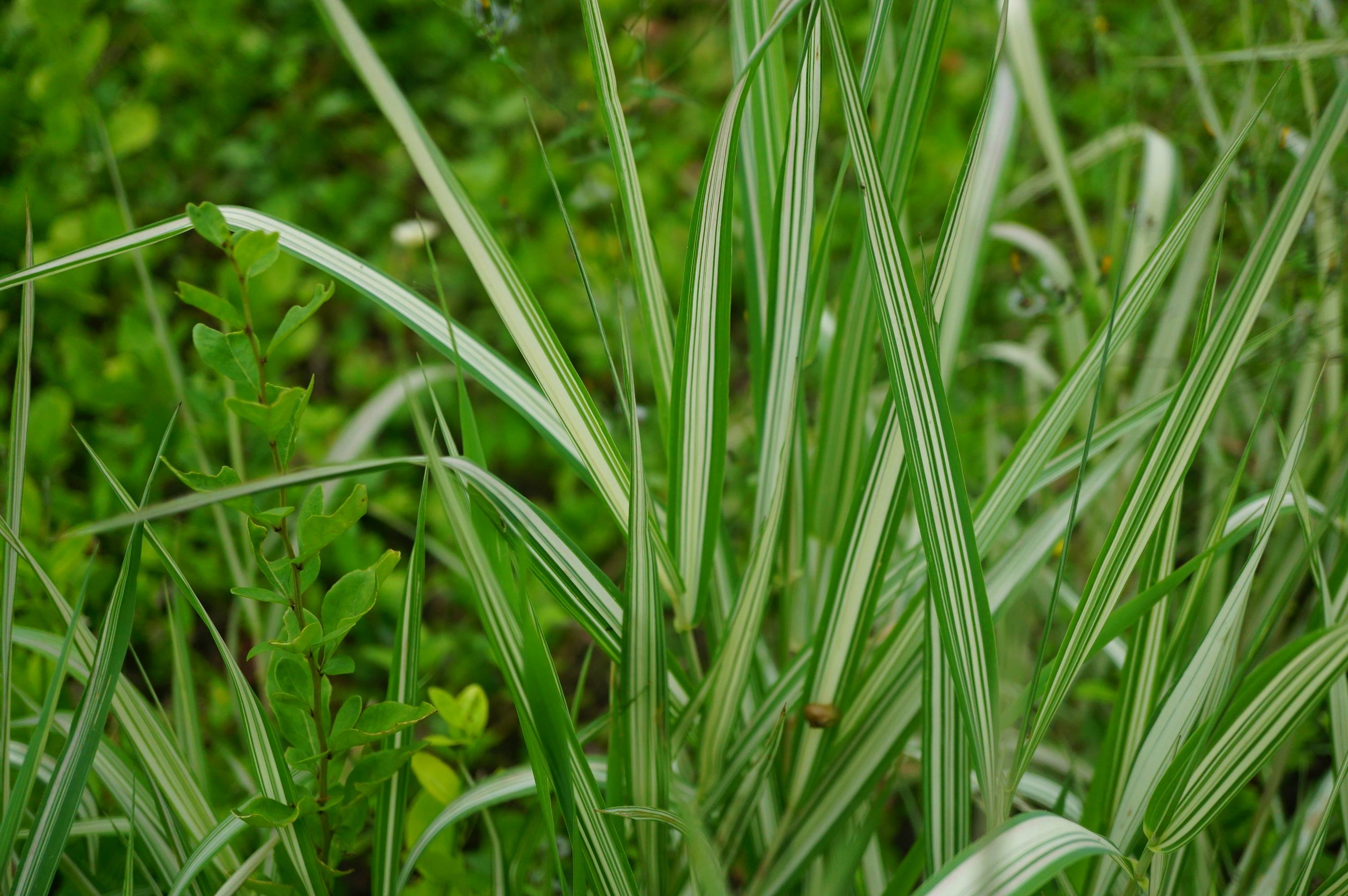 我见到的园林栽陪植物(3)丝带草(栽培)
