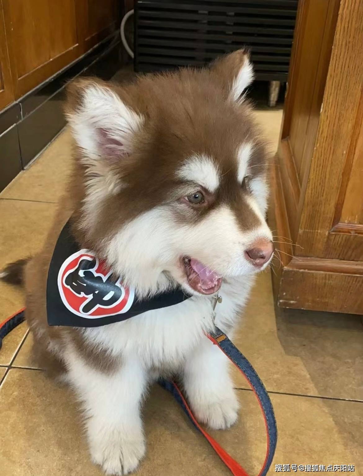 哈尔滨买阿拉斯加犬首页网站(哈尔滨香坊区)哪里有正规卖阿拉斯加犬的