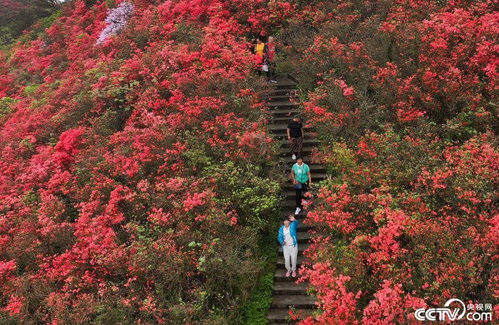 贵州丹寨杜鹃花景区图片