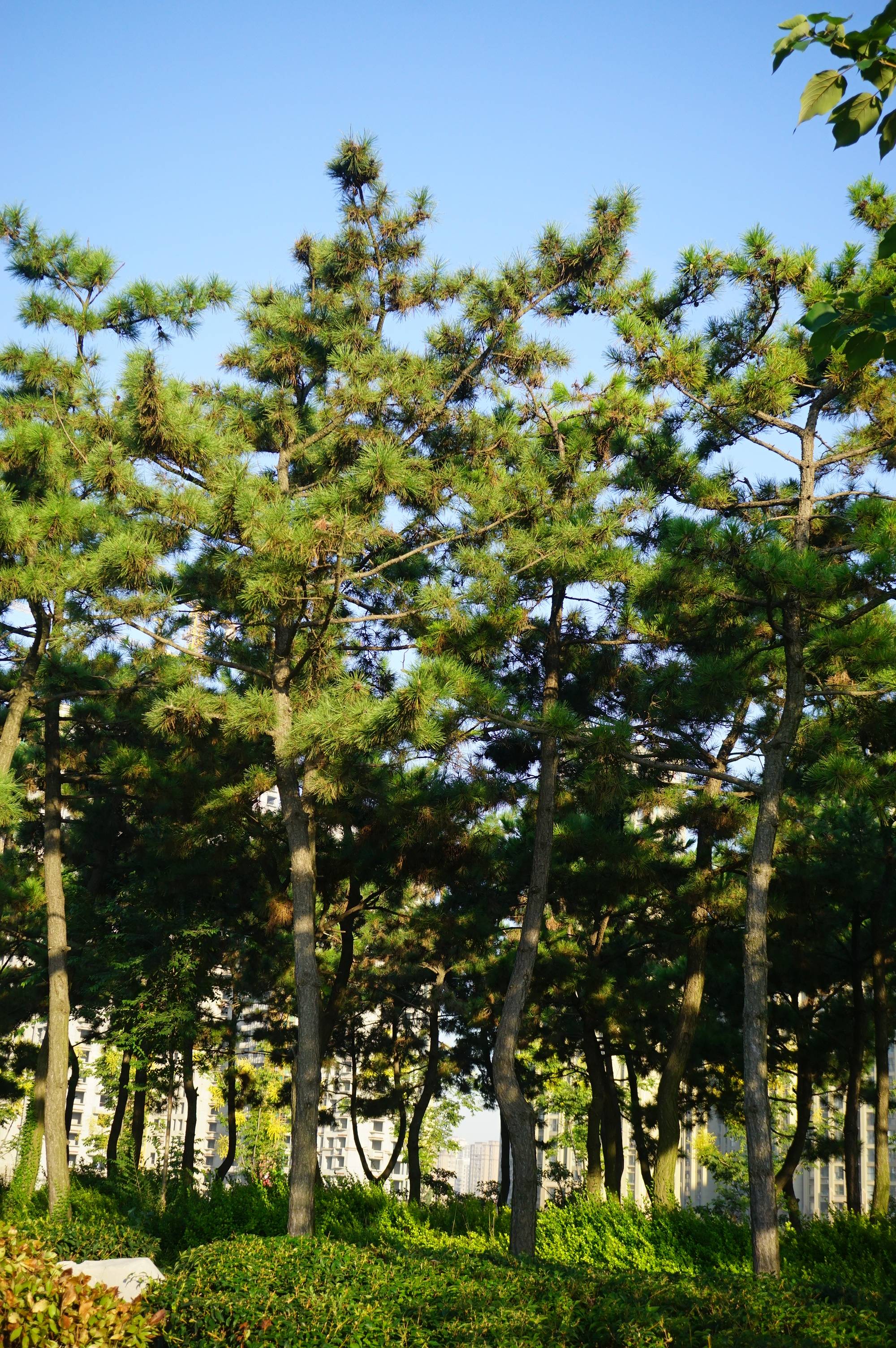 我见到的园林栽培植物(2)黑松_红褐色_树脂_种子