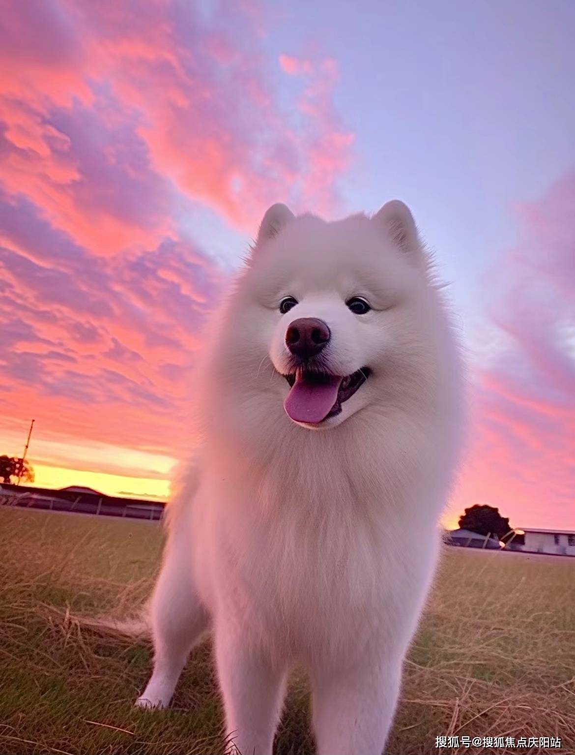 合肥买萨摩耶犬首页网站