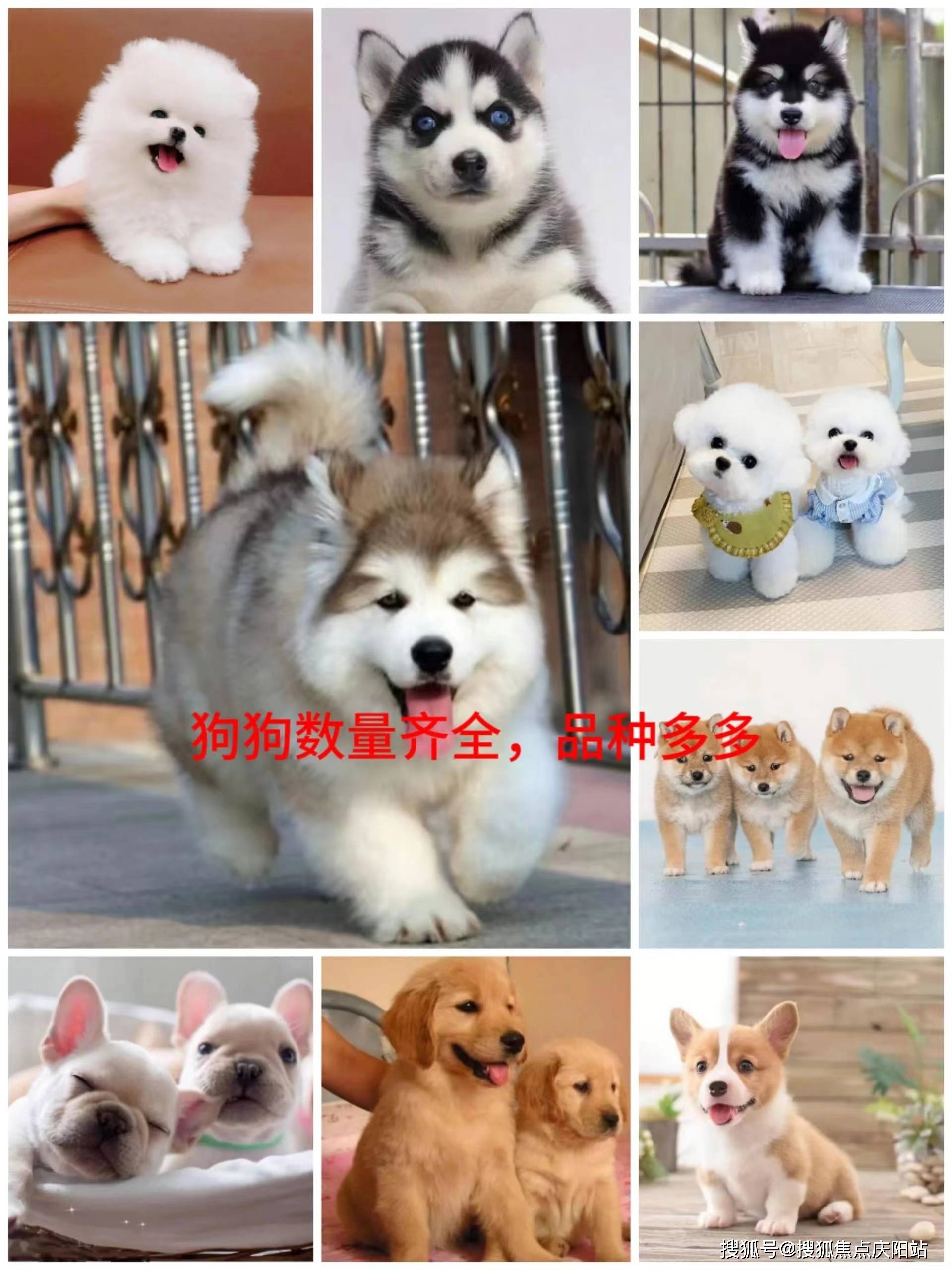 洛阳买萨摩耶犬首页网站(洛阳老城区)买萨摩耶犬去哪里买