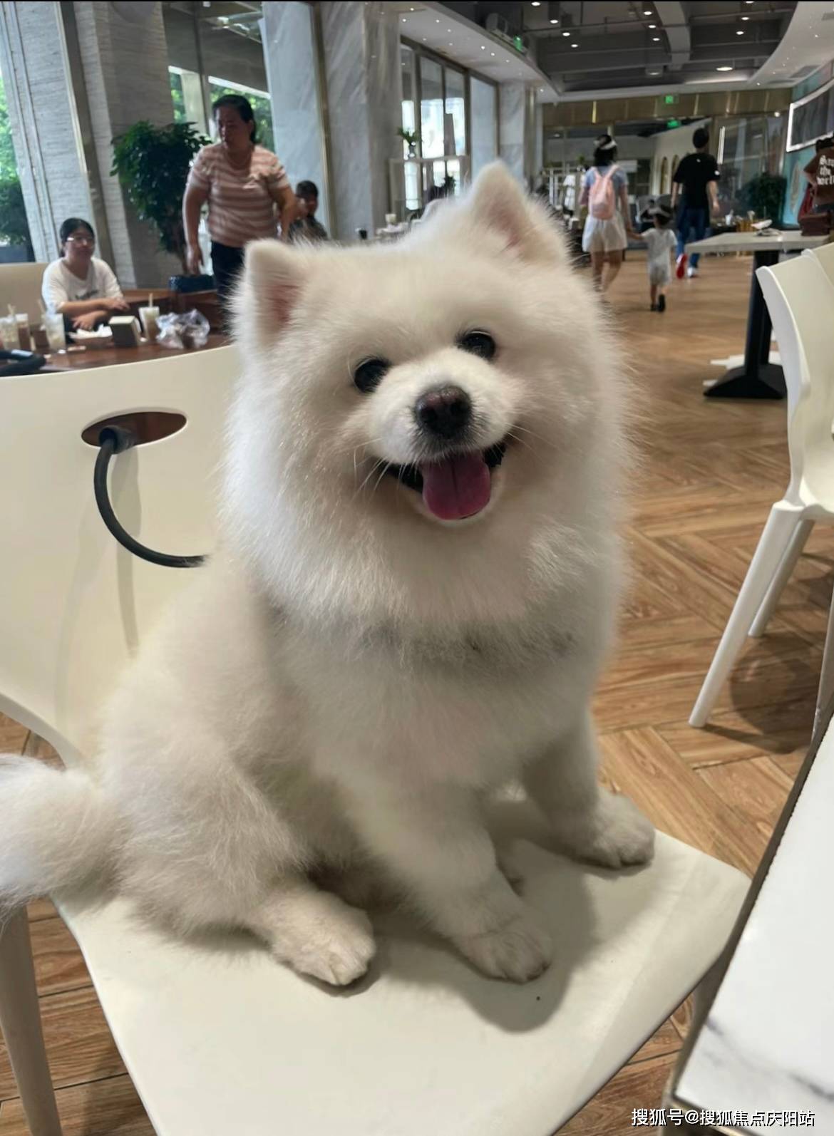 哈尔滨买萨摩耶犬首页网站(哈尔滨香坊区)哪里可以买到品相好的萨摩耶