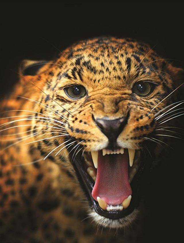 1975年,女子徒手打死猎豹成英雄,晚年无比凄惨:我就不该打死它