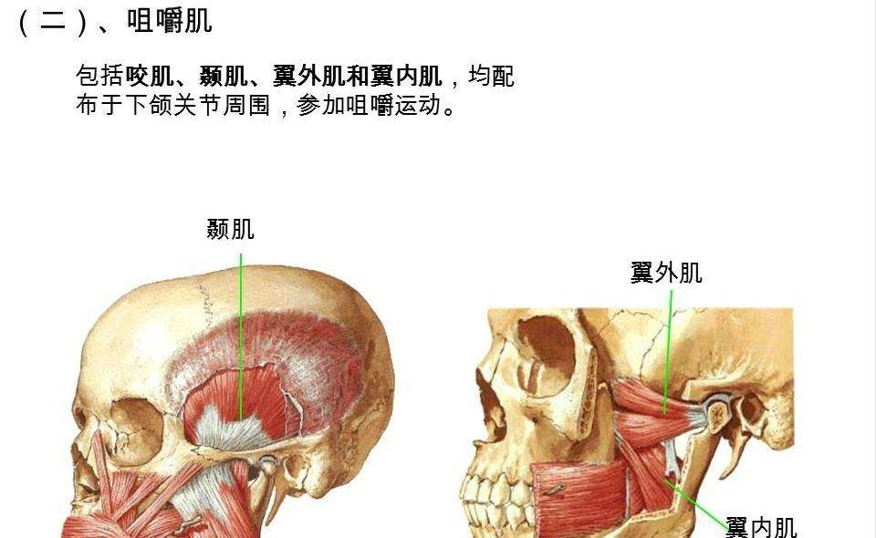 翼内肌的起止点及作用图片