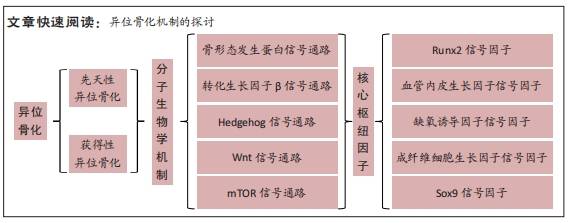 获得性异位骨化的分子生物学机制
