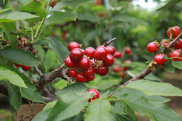 五月的澄城送来了,初夏大自然甜蜜蜜的馈赠澄城樱桃!