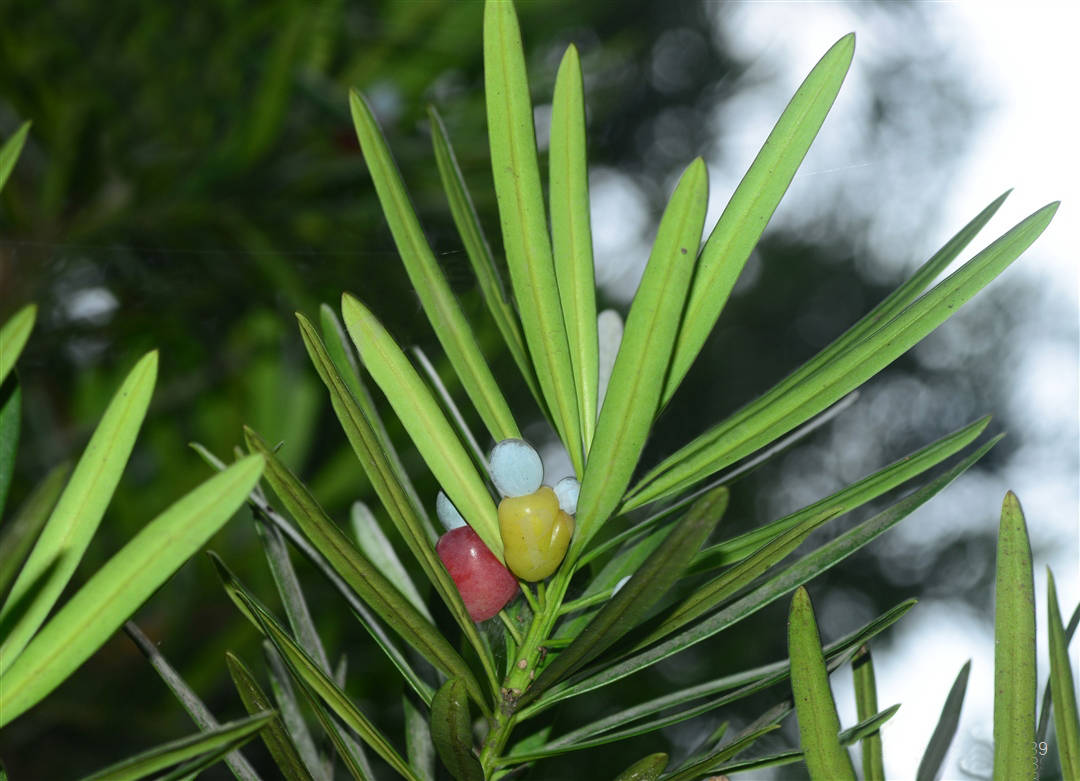 我见到的山东本土植物和园林栽培植物(66)罗汉松