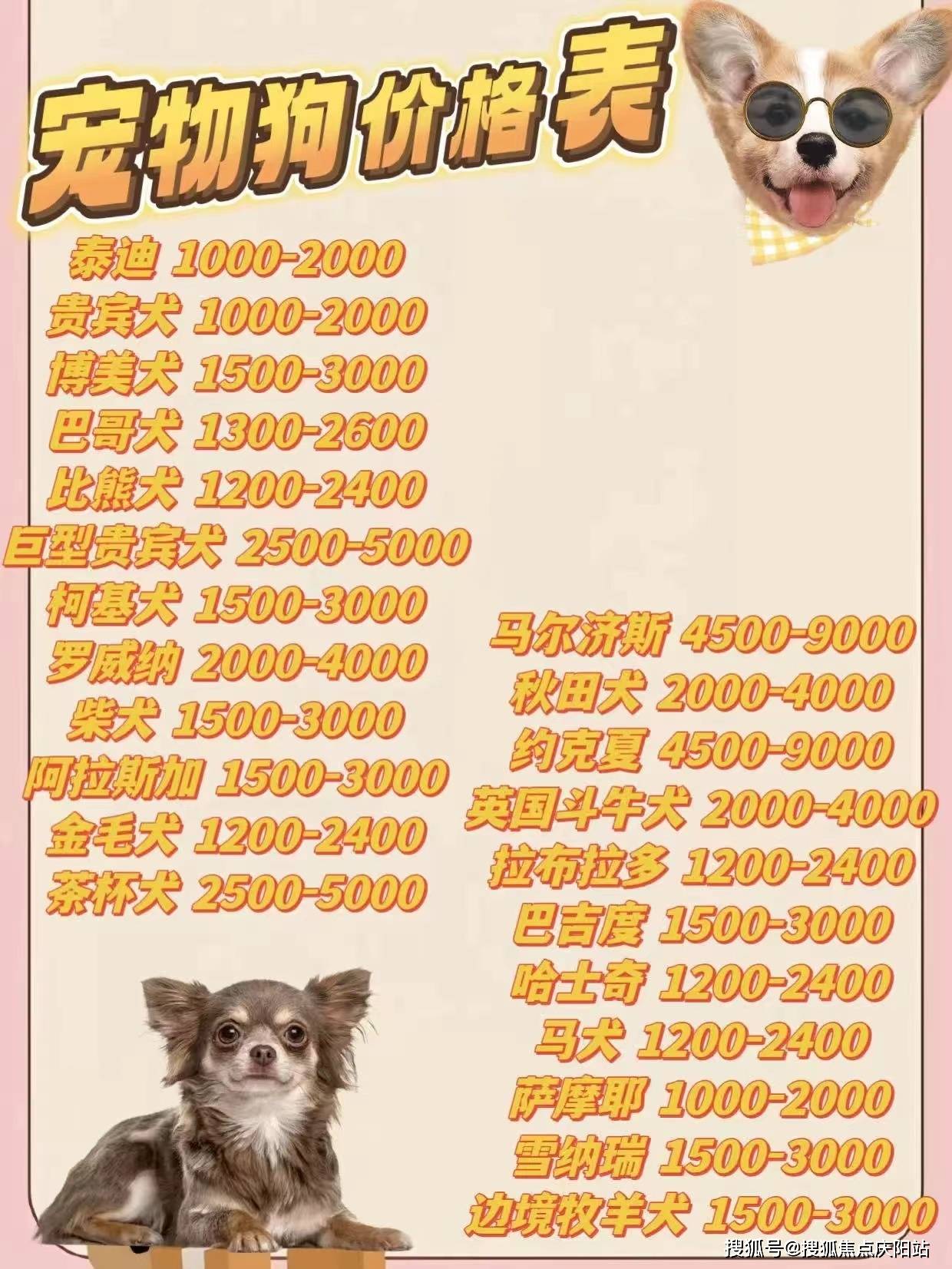 厦门思明区柯基幼犬多少钱一只?这里买柯基幼犬更具性价比,便宜又好看