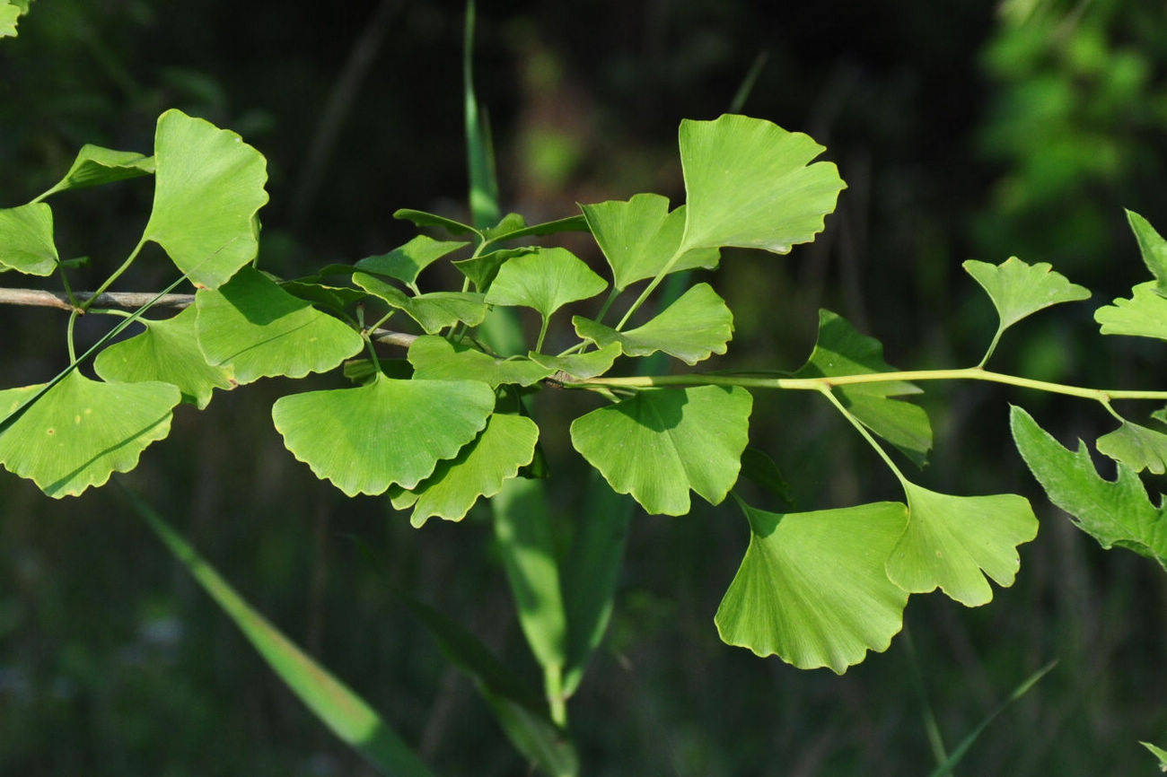 银杏为速生珍贵的用材树种,边材淡黄色,心材淡黄褐色,结构细,质轻软