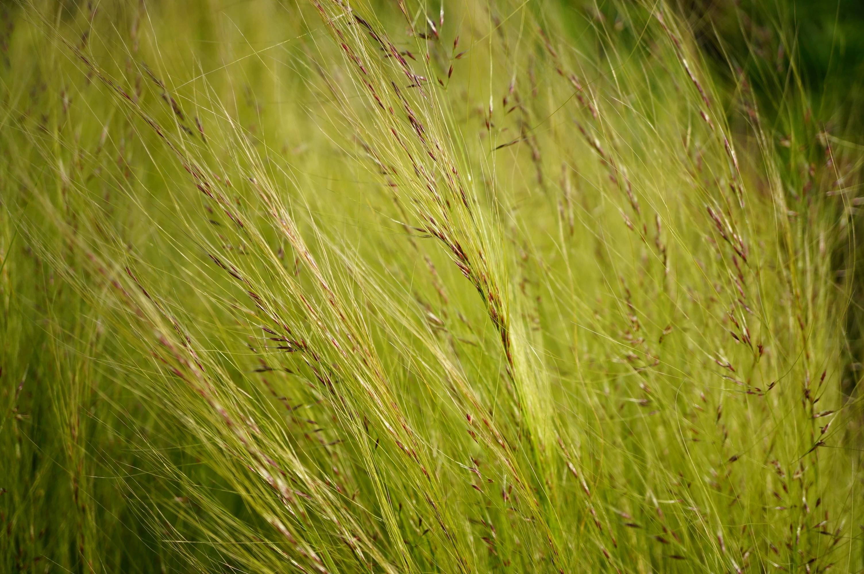 草原地区放牧场和刈草场的一种优良饲草.也是很好的观叶类植物
