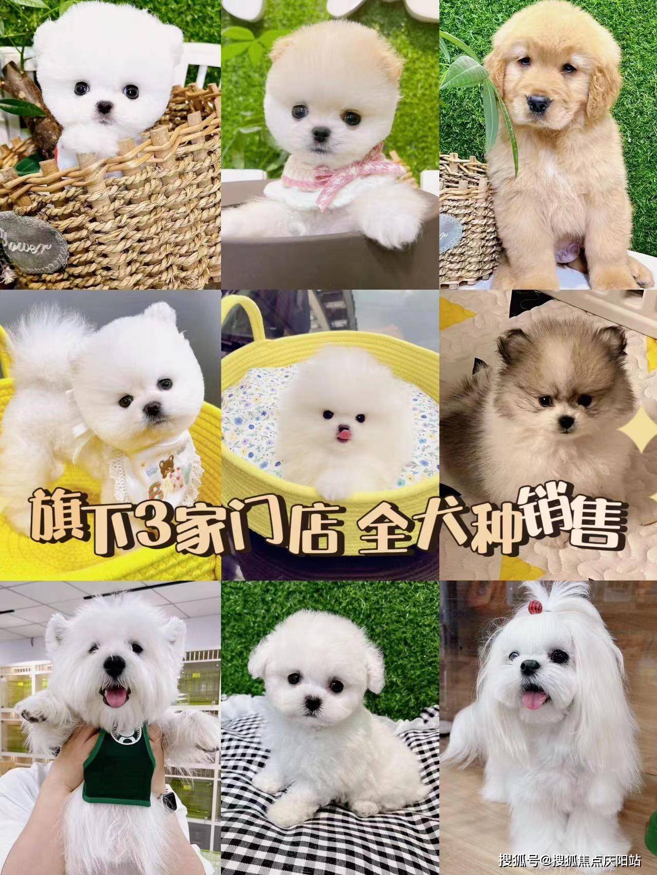 西安长安区哪里有柯基犬卖?西安这里选购柯基犬货真价实,无套路