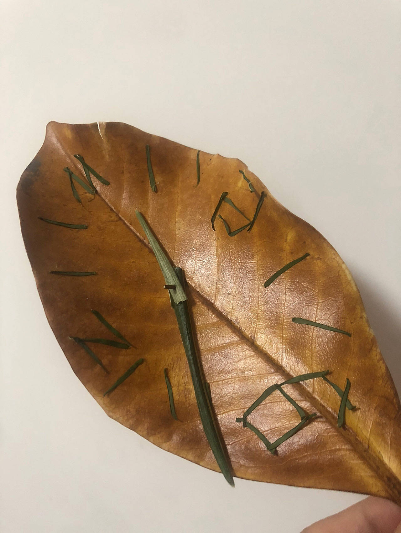 在「自然美育」这件事上,孩子们是大人妥妥的老师啊_树叶_树枝_落叶