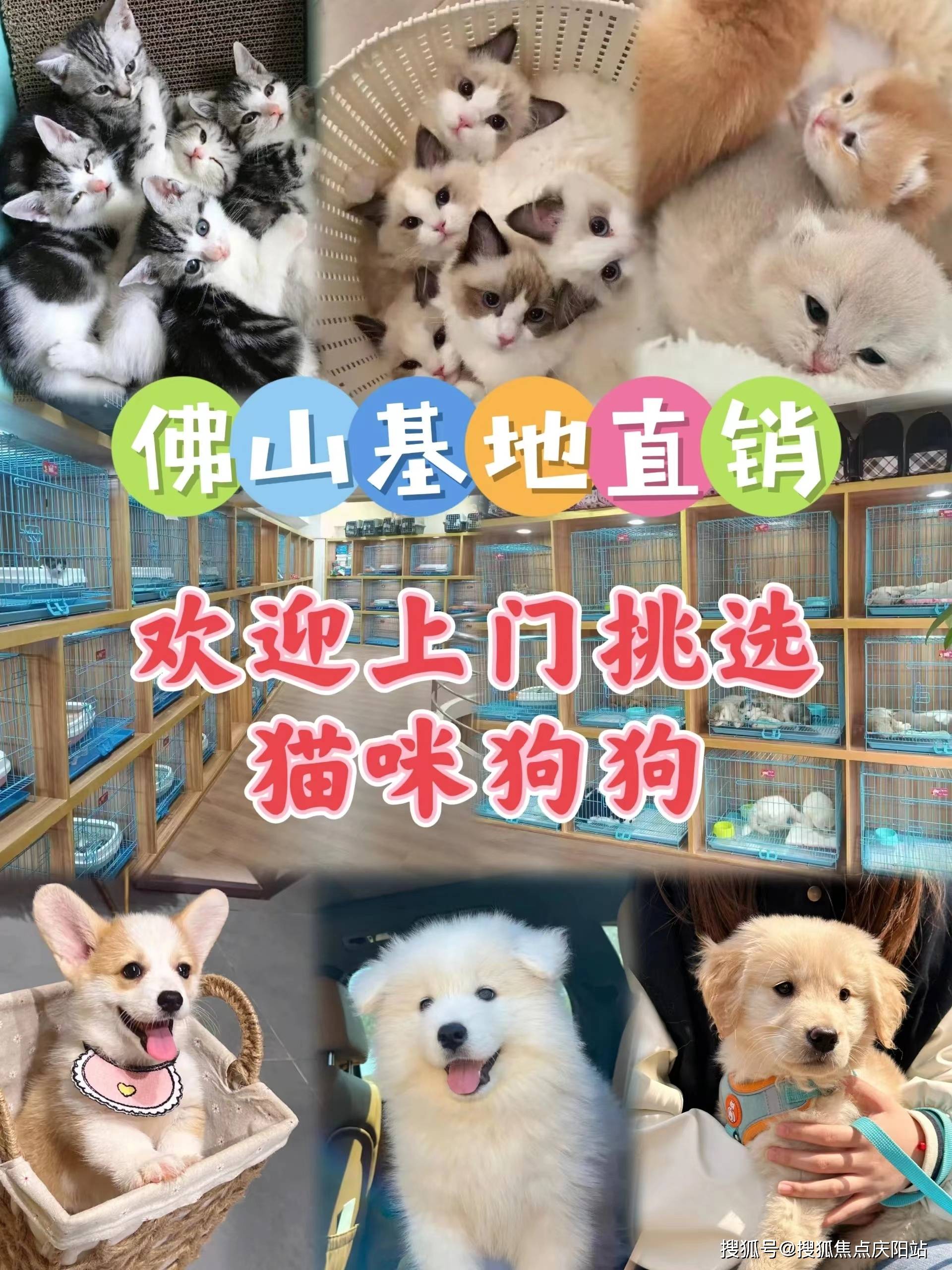 怎么买猫便宜图片