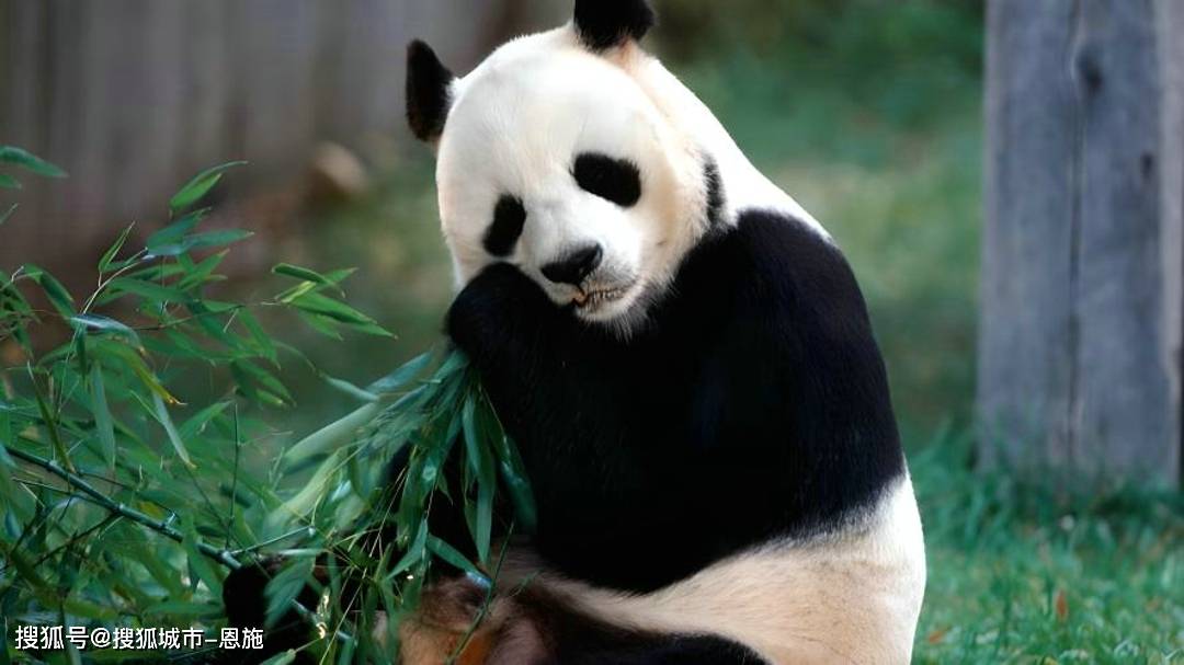 旅行_导游_大熊猫