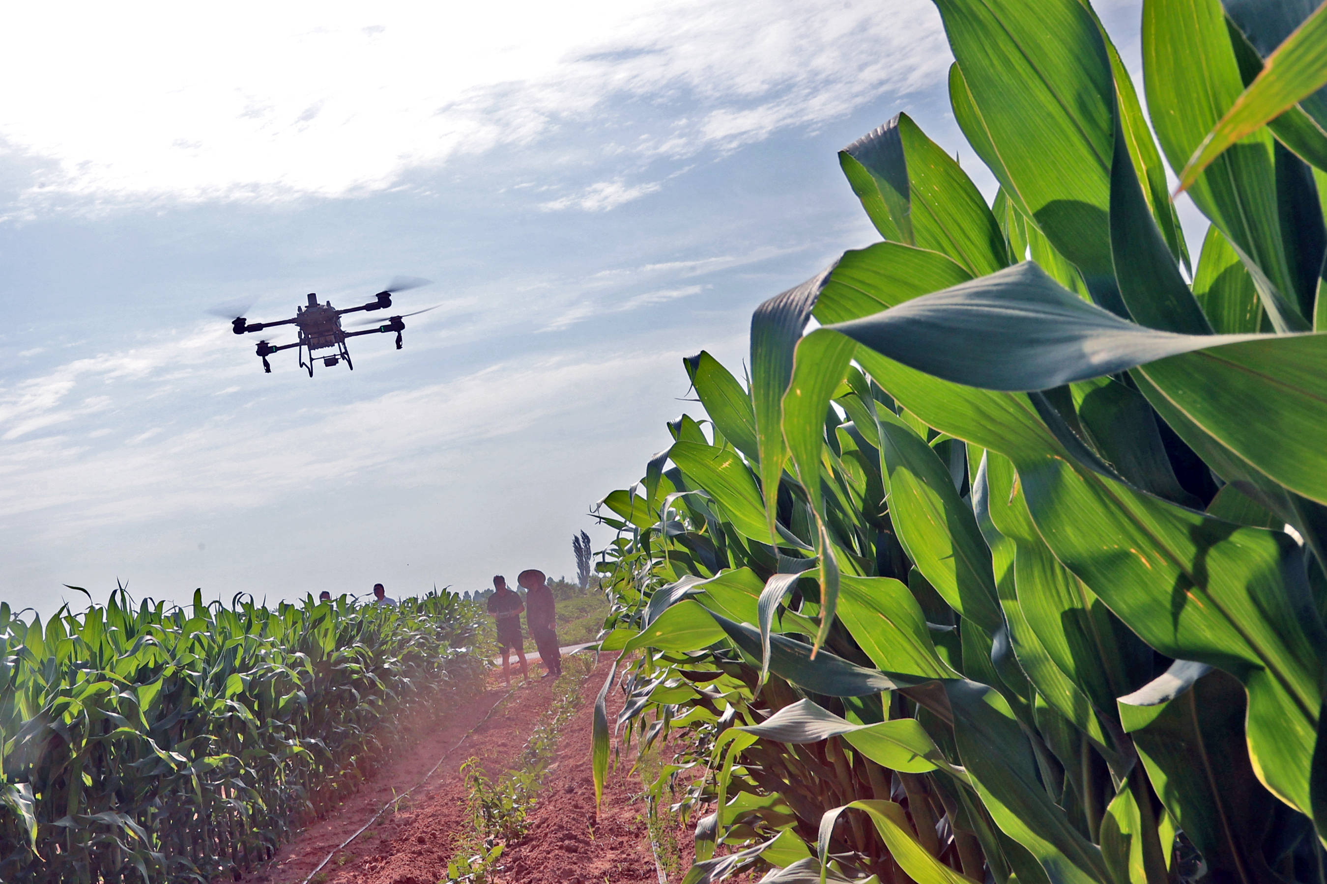 陕西大荔县抓好春播玉米"一喷多促"确保丰产丰收
