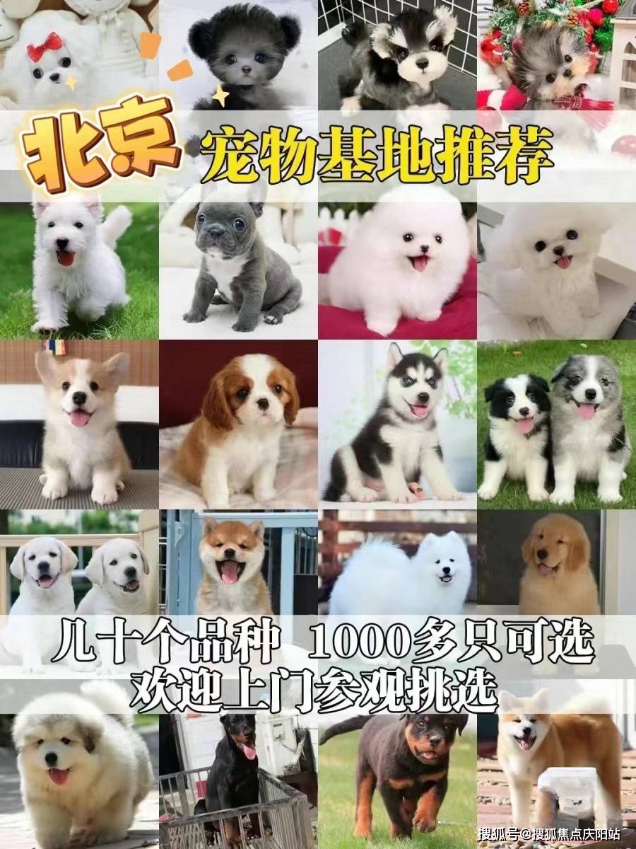 北京朝阳区泰迪犬多少钱一只?这里买泰迪犬更具性价比,便宜又好看